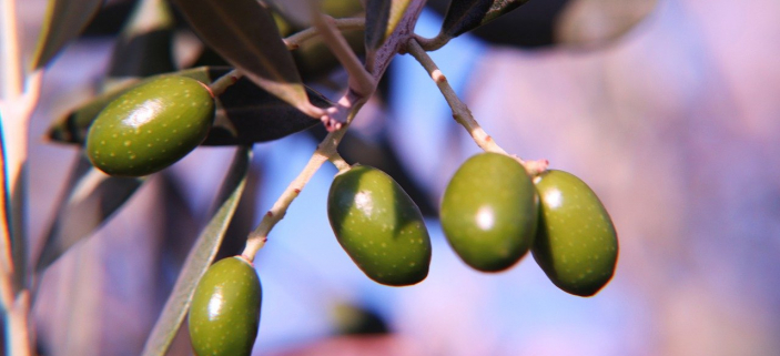 Rozhovory se stromy: Vn olivovnk