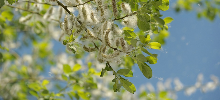 Rozhovory se stromy: Dobe maskovan silk topol