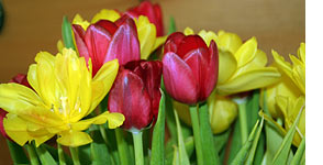 zvyky2-tulipan.jpg